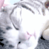 享受 猫咪 可爱