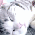 享受 猫咪 可爱