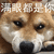 萌宠 汪星人 满眼都是你 嫌弃 搞怪 逗