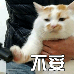 猫 萌宠 喵星人 不妥