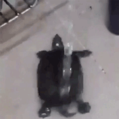乌龟 冲水 跳舞