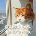 猫咪 晒太阳 喜欢的猫不出现 出现的猫不喜欢