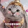 萌宠 猫星人 今天也要加油 开心 呆萌 可爱