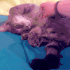 小猫 可爱 萌萌哒 喵星人