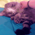 小猫 可爱 萌萌哒 喵星人