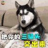 萌宠 狗狗 吃鸡 三级头 交出来 soogif soogif出品