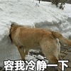 萌宠 狗 狗狗 汪星人 冷静一下