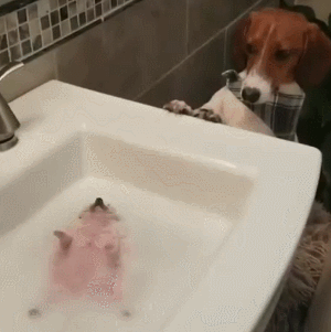 小狗 享受 泡澡 可爱