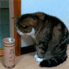 猫咪 吓一跳 可爱 有趣