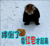 摔倒了要红包才起来 浣熊 我要红包 红包呢