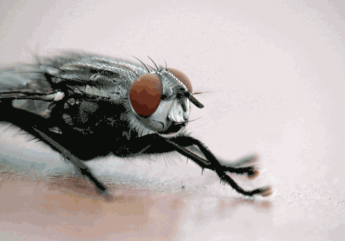 苍蝇 昆虫 搓手 特写