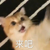萌宠 喵星人 来吧 我不怕你 呆萌 可爱