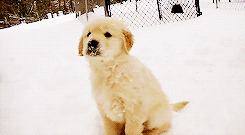 雪天 狗狗 看 可爱的