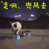 萌宠 狗 斗牛犬 走啊 兜风去 撩人 soogif soogif出品