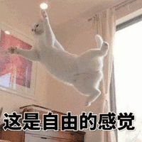 萌宠 猫咪 猫 喵星人 飞 这是自由的感觉 搞怪
