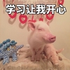 萌宠 小猪 学习让我开心 嘻嘻嘻 呆萌 可爱