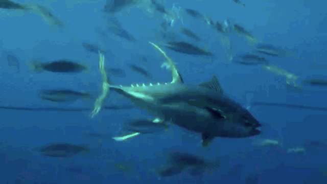 动物 海底世界 鱼类 游来游去