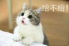 萌宠 喵星人 快点给我 你给不给 淘气 调皮