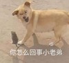 萌宠 汪星人 你怎么回事 小老弟 呆萌 可爱