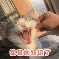 真的 知错 猫 可爱 呆萌