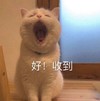 萌宠 喵星人 收到 我知道了 呆萌 可爱