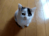 猫咪 喵喵叫 可爱 注视