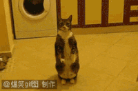 小猫 搞笑 站立 说话