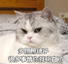 萌宠 喵星人 你看看你自己 照镜子去 淘气 傲娇