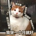 猫咪 喵星人 哭一个月就好 斗图 搞笑