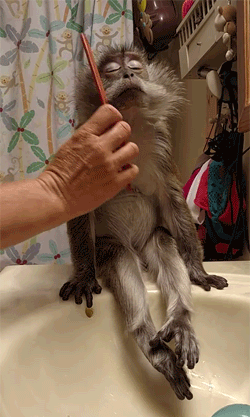 猴子 梳毛 惬意 享受 舒服 浴室