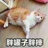 萌宠 猫星人 胖罐子胖摔 无奈 呆萌 可爱