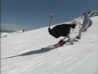 滑雪 丹顶鹤 厉害 飞速