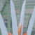 花朵 绽放 漂亮