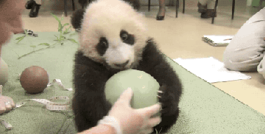 大熊猫 抱球 萌宠 可爱
