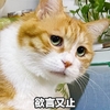 萌宠 猫星人 欲言又止 无语 呆萌