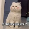 萌宠 喵星人 吓得我耳朵都竖起来了 害怕 搞怪 逗