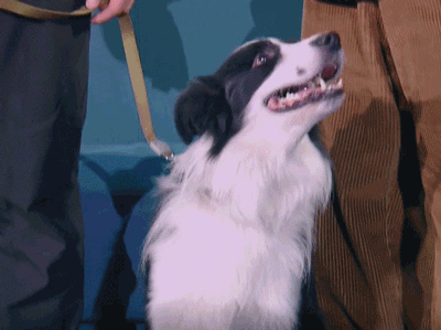 战斗吧萌犬 狗狗 素材 soogif soogif出品