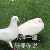 萌宠 各自 脖子一缩 随便你怎么说 呆萌 憨憨