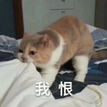 猫咪 可爱 呆萌 斗图 恶搞 我恨