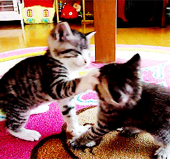 小猫 可爱 打架 室内