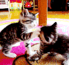 小猫 可爱 打架 室内