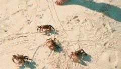 遛宠物 遛螃蟹 牛逼 海岛 城会玩