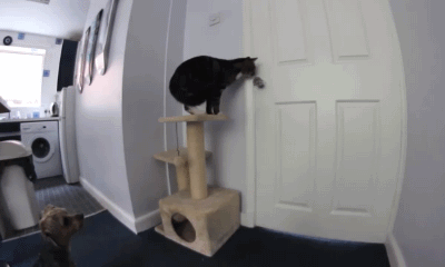 猫咪 开门 聪明 合作