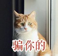 猫咪 骗你的 窗边 发呆