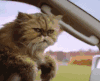 猫萌宠