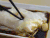 肠粉 soogif soogif出品 美食 好吃的