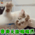 猫咪 猫 萌宠 搞怪 看我无敌 喵喵爪 soogif soogif出品