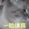 萌宠 猫 喵星人 一脸嫌弃 soogif soogif出品