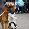 萌宠 汪星人 你给我乖乖的 别乱动 呆萌 搞怪