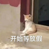 萌宠 猫星人 开始等放假 悠闲 呆萌 可爱